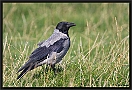 Bonte Kraai, Hooded Crow, Corvus cornix Location: Jaegersborg, Denmark bonte kraai MG 4148 kopie